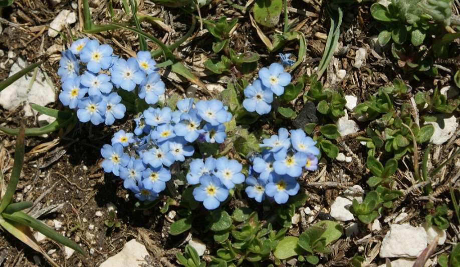 orto botanico gran sasso